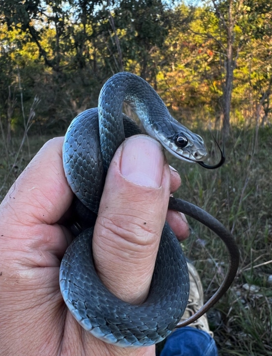 Eastern Yellowbelly Racer